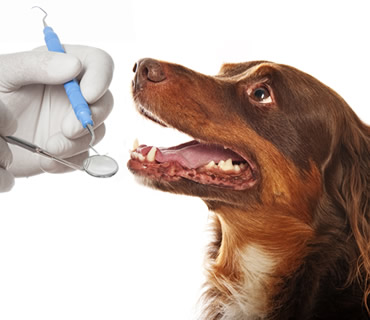 Odontologia para animales