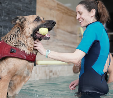 Piscina de hidroterapia para animales