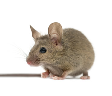 Veterinario de ratones