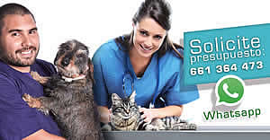 Oferta esterilizacion de gatos